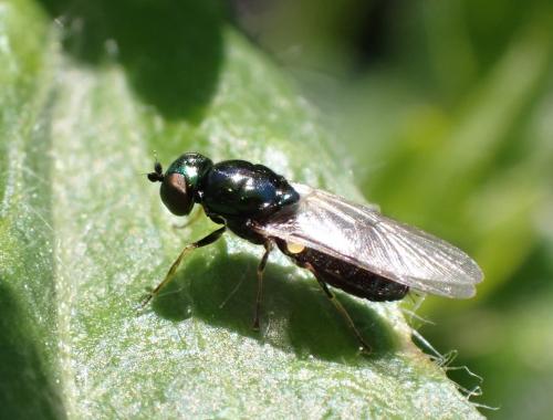 Réf. 309 325 : Microchrysa polita